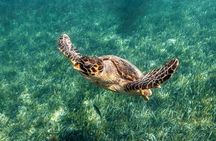 5-in-1 Cancun Snorkeling Tour with Sea Life & Transport Included