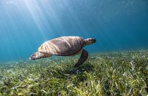 5-in-1 Cancun Snorkeling Tour with Sea Life & Transport Included