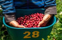 The Best Half Day Coffee Farm Tour on Medellin