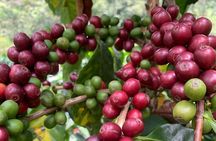 The Best Half Day Coffee Farm Tour on Medellin