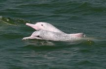Hong Kong Dolphin Watch Tour