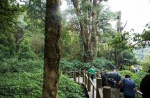 Doi Inthanon National Park Full Day Tour with Local Village Visit