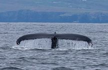 Blasket Island Sea Life Rib Tour,