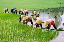 3 Hours Motorbike Tour in Hoi An Countryside.