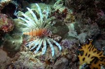 Dive with Dugongs and Turtles | Abu Dabbab | Marsa Alam | 2 Dives
