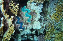 Dive with Dugongs and Turtles | Abu Dabbab | Marsa Alam | 2 Dives