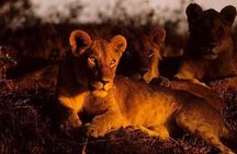 (2 Days, 1 Night) Day & Night Game Drive Tsavo East National Park