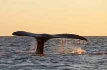 Full Day Peninsula Valdes - optional Whales Watching Navigation 