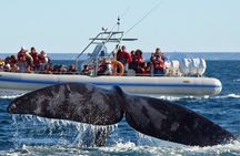 Full Day Peninsula Valdes - optional Whales Watching Navigation 