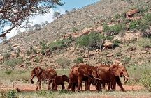 Day Trip to Amboseli National Park