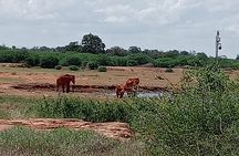 Day Trip to Amboseli National Park