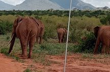 Day Trip to Amboseli National Park
