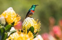 Cape Town: 4 Day Tour Combo Including entrance fees
