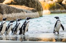 Cape Town: 4 Day Tour Combo Including entrance fees