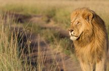 4 day Group Safari To Maasai Mara and L. Nakuru Park by 4x4 jeep