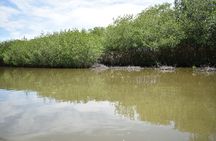 Full day tour of the mangrove swamp and mud volcano in Cartagena