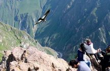 Full Day Tour to Colca from Arequipa