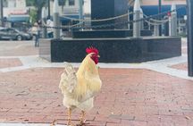  Miami's Most Authentic Walking Tour of Little Havana