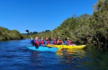 Kayak through the Sunken Forest of the Maullín River