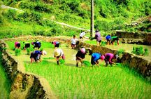 Sapa Hmong Family Trekking Adventures
