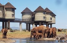 3 Days 2 Nights Safari to Saltlick Lodge from Nairobi