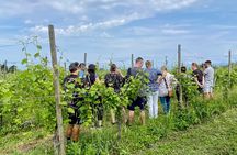 Wine Tasting and Tour of Lugana Wines in Sirmione