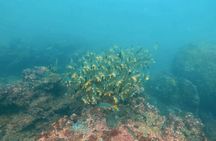 Scuba Diving in Kalpitiya