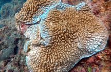 Scuba Diving in Kalpitiya