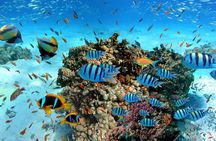 Snorkeling in Trincomalee