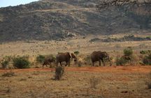 5 Days safari to Tsavo East, Tsavo West and Saltlick from Mombasa