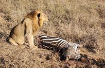 3 Days - 2 Nights Maasai Mara from Nairobi