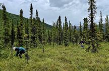 3 Hour Naturalist Walking Tour in Denali National Park