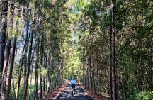 Self Guided E Bike Ride - Distillery, Rainforest & Rail Trail