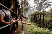 Puffing Billy Tour and Penguin Parade from Melbourne 