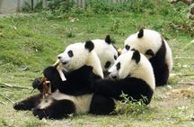 Dujiangyan/Wolong Panda Sanctuary day tour option panda keeper
