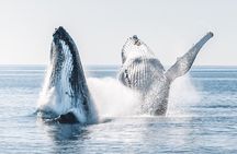 Hervey Bay: Half Day Whale watching & Island Stop Tour