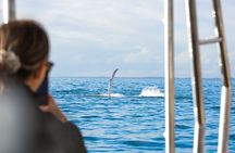 Hervey Bay: Half Day Whale watching & Island Stop Tour