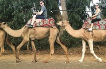 Camel ride