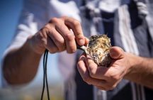 West Coast Mussels & Oysters On The Beach Private Tour