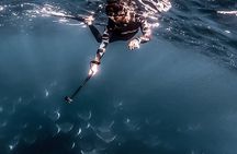 Mobula Ray Snorkeling with Photos Included 