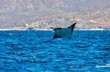 Mobula Ray Snorkeling with Photos Included 
