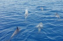 Key West Sunset Sail: Dolphin Watching, Wine, and Tapas