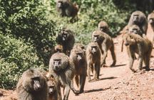 2 Days One Night Private Tour in Tarangire National Park 