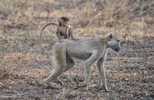 5-Day Private Tour Mikumi National Park and Selous Game Reserve