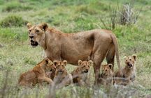 5-Day Private Tour Mikumi National Park and Selous Game Reserve