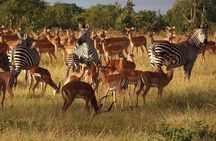 8 Days Private Safari to Southern Circuit Parks of Tanzania