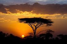 8 Days Private Safari to Southern Circuit Parks of Tanzania