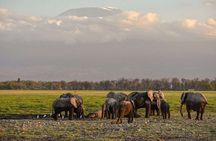 Day Tour to Amboseli National Park