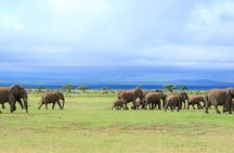 Overnight Tour in Amboseli National Park from Nairobi