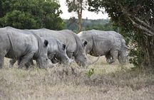 Day Tour to Olpajeta Conservancy from Nairobi With 4*4 Vehicle